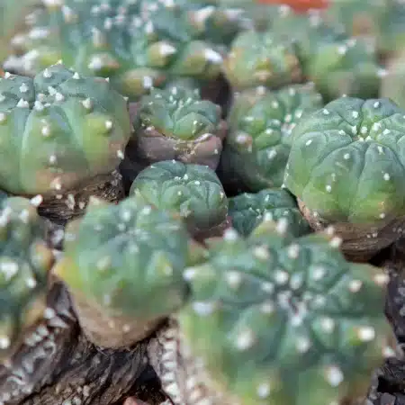 peyote seed
