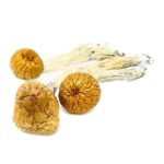 Cambodian-Mushrooms-1-570×570