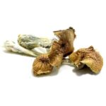 Ecuadorian-Magic-Mushroom-570×570