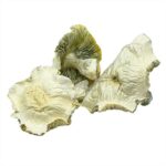 Albino Roller Coaster Magic Mushrooms