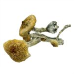 Costa-Rican-Magic-Mushrooms-570×570