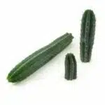 San Pedro cactus Peruvianus