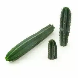 San Pedro cactus Peruvianus