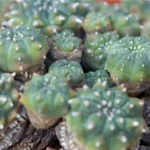 peyote seed