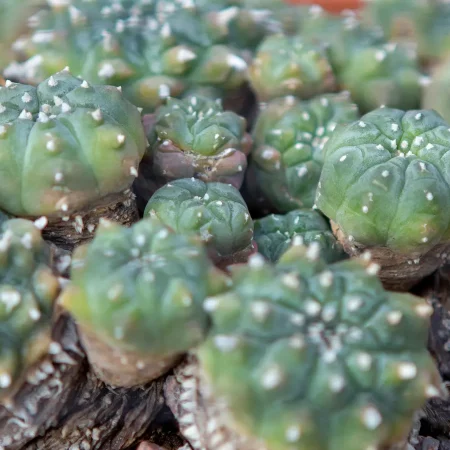 peyote seed