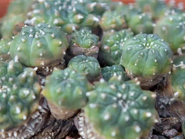 peyote seed