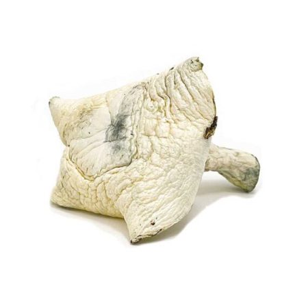 Albino A+ Magic Mushrooms