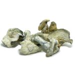 Albino-Malabar-Magic-Mushrooms-570×570