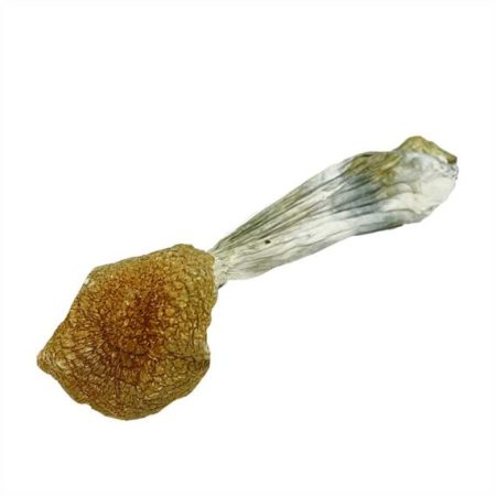 African Transkei Magic Mushrooms