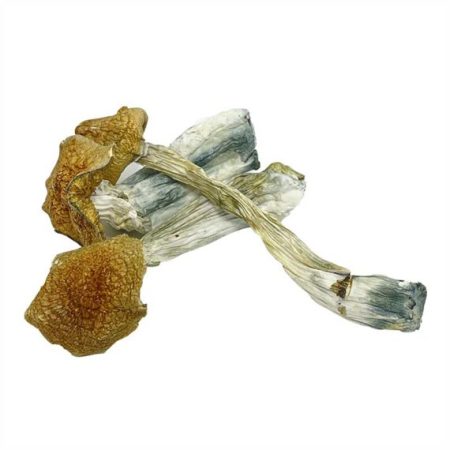 African Transkei Magic Mushrooms