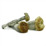 Yeti-Magic-Mushrooms-570×570
