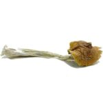Ecuadorian-Magic-Mushroom-570×570