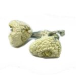 Great-White-Monster-Magic-Mushrooms1-570×570