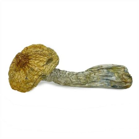 Stargazer Magic Mushrooms