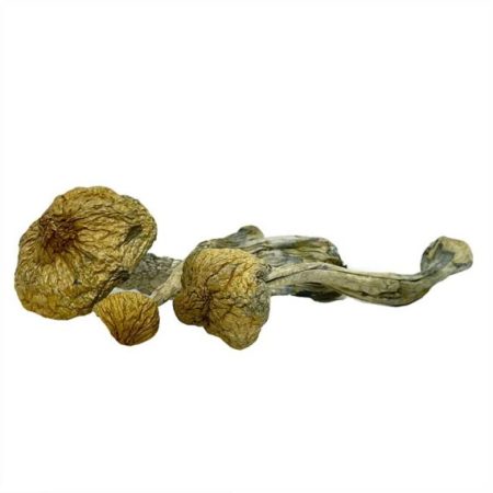 Stargazer Magic Mushrooms