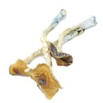 Texas-Penis-Envy-Magic-Mushrooms-570×570
