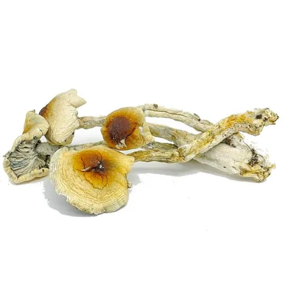 Nepal Chitwan Magic Mushrooms Nepal Chitwan Magic Mushrooms