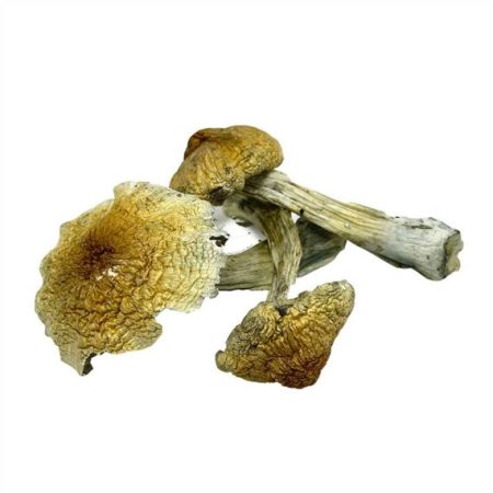 Purple Mystic Magic Mushrooms