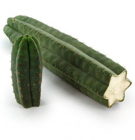 San Pedro Monstrosus