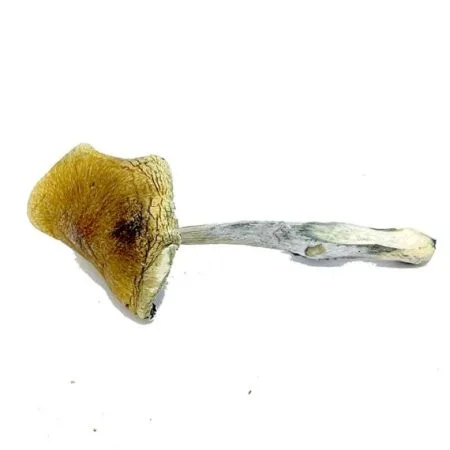 Vietnamese Magic Mushrooms