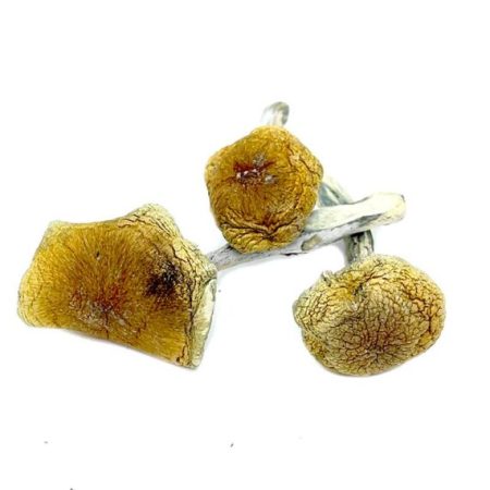 Vietnamese Magic Mushrooms